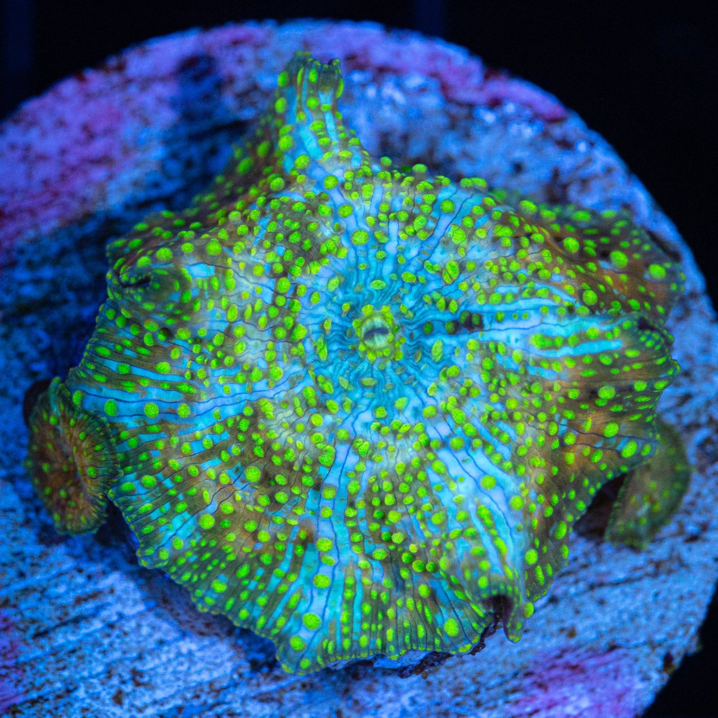 4 Color Mushroom Coral (with babies)
