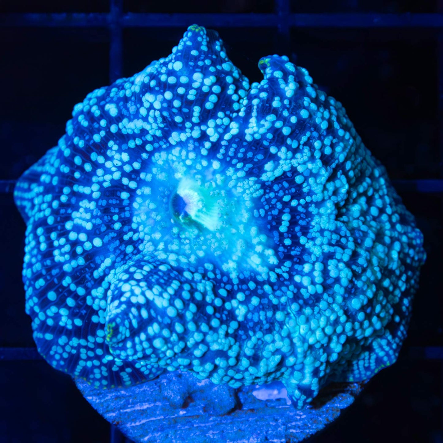 Large Blue Dot Mushroom 1.5"