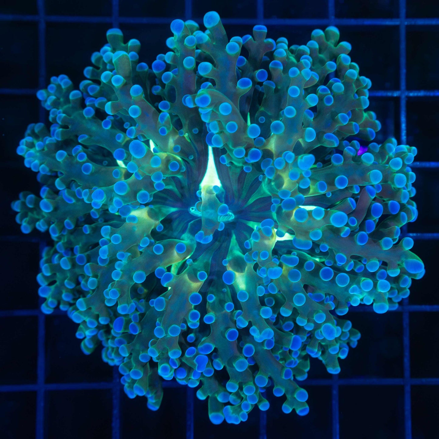 Blue Frogspawn Coral