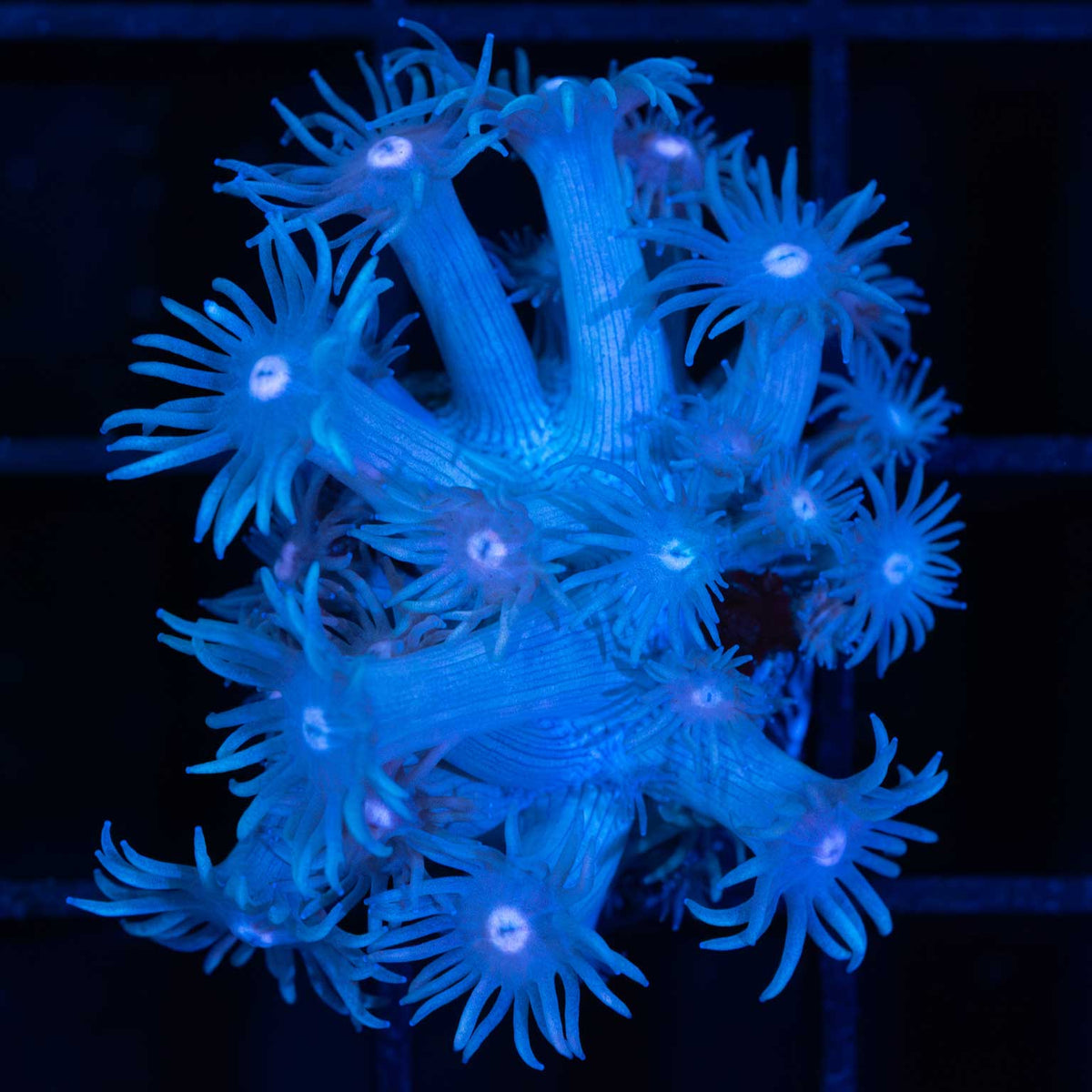 Blue Goniopora Coral