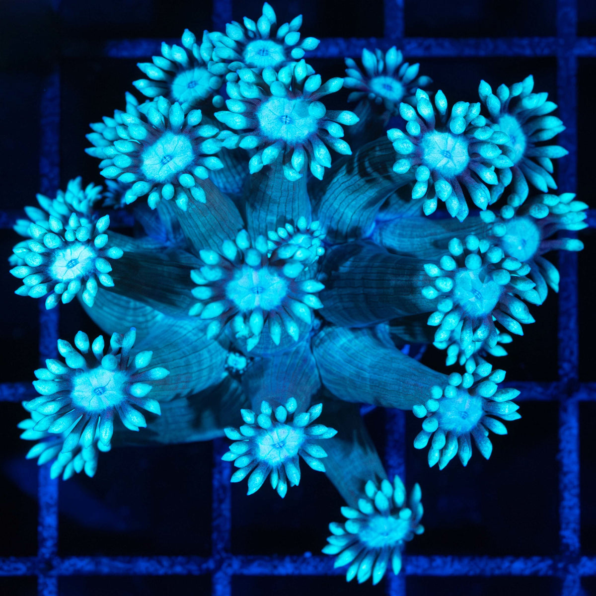 Blue Goniopora Frag