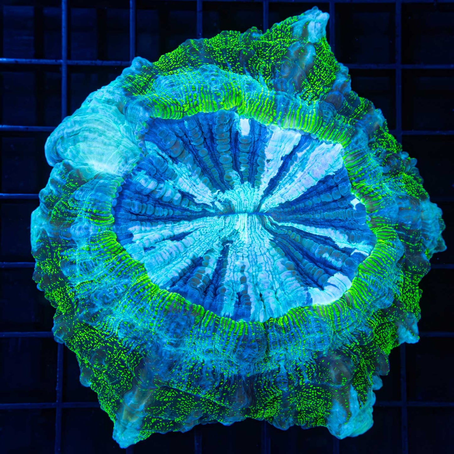 Green Glitter Acanthophyllia 4.25"