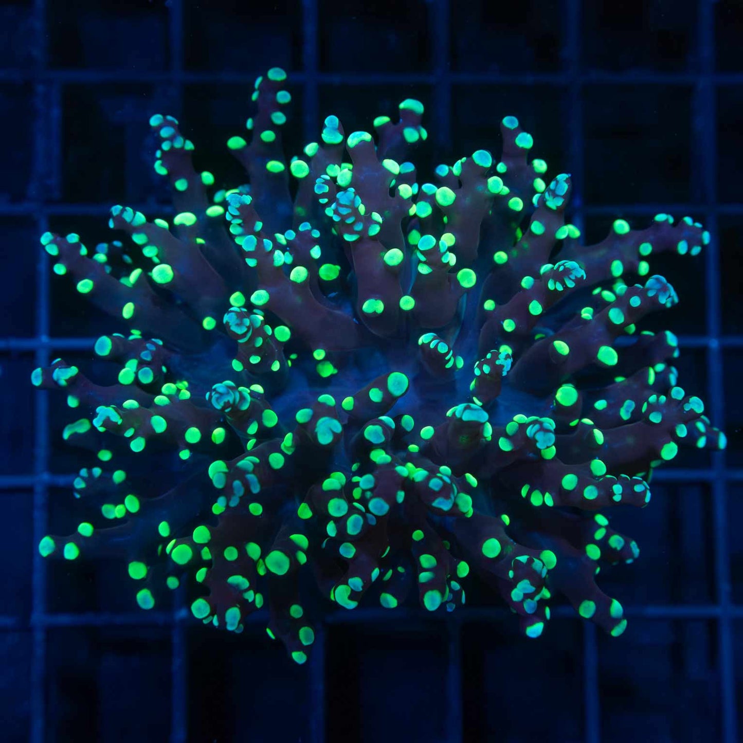 Large Green Blue Tip Branch Frogspawn