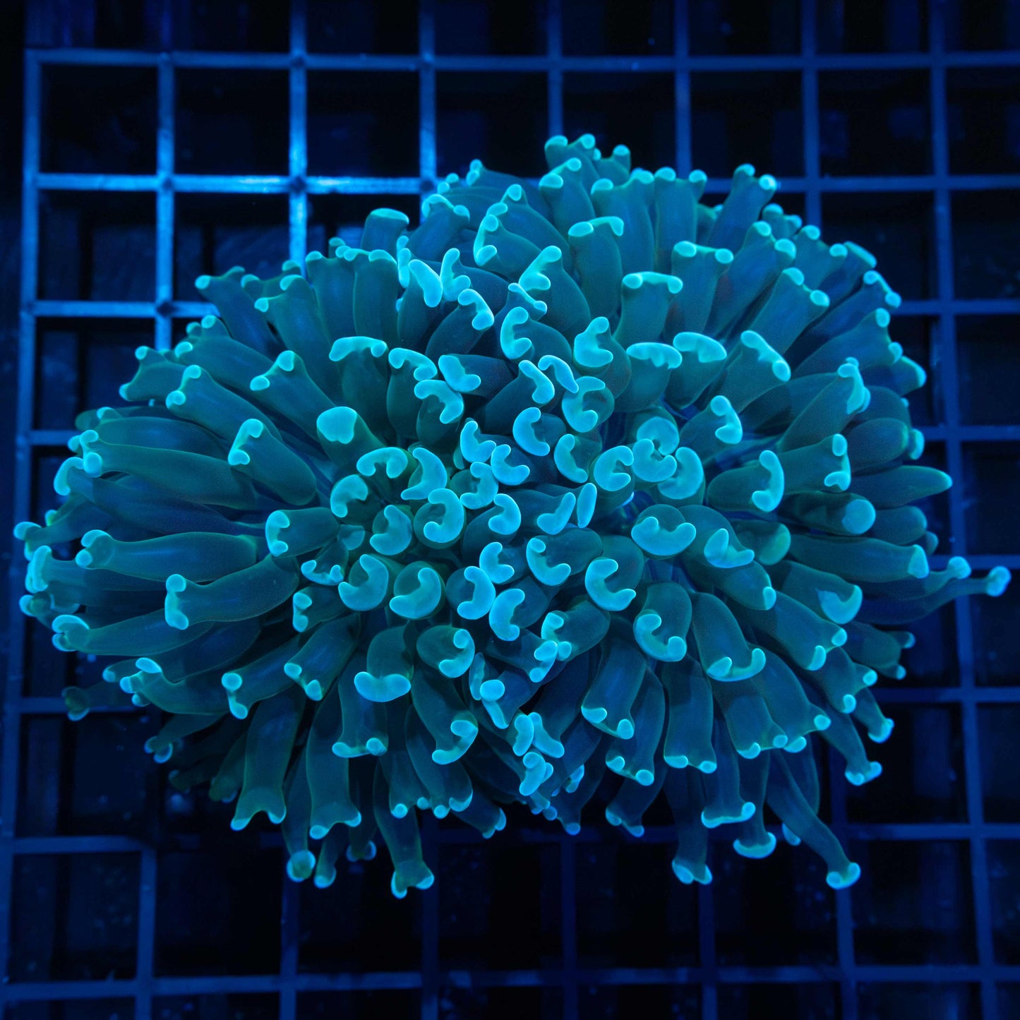 Large Branching Blue Hammer Coral 4.5"