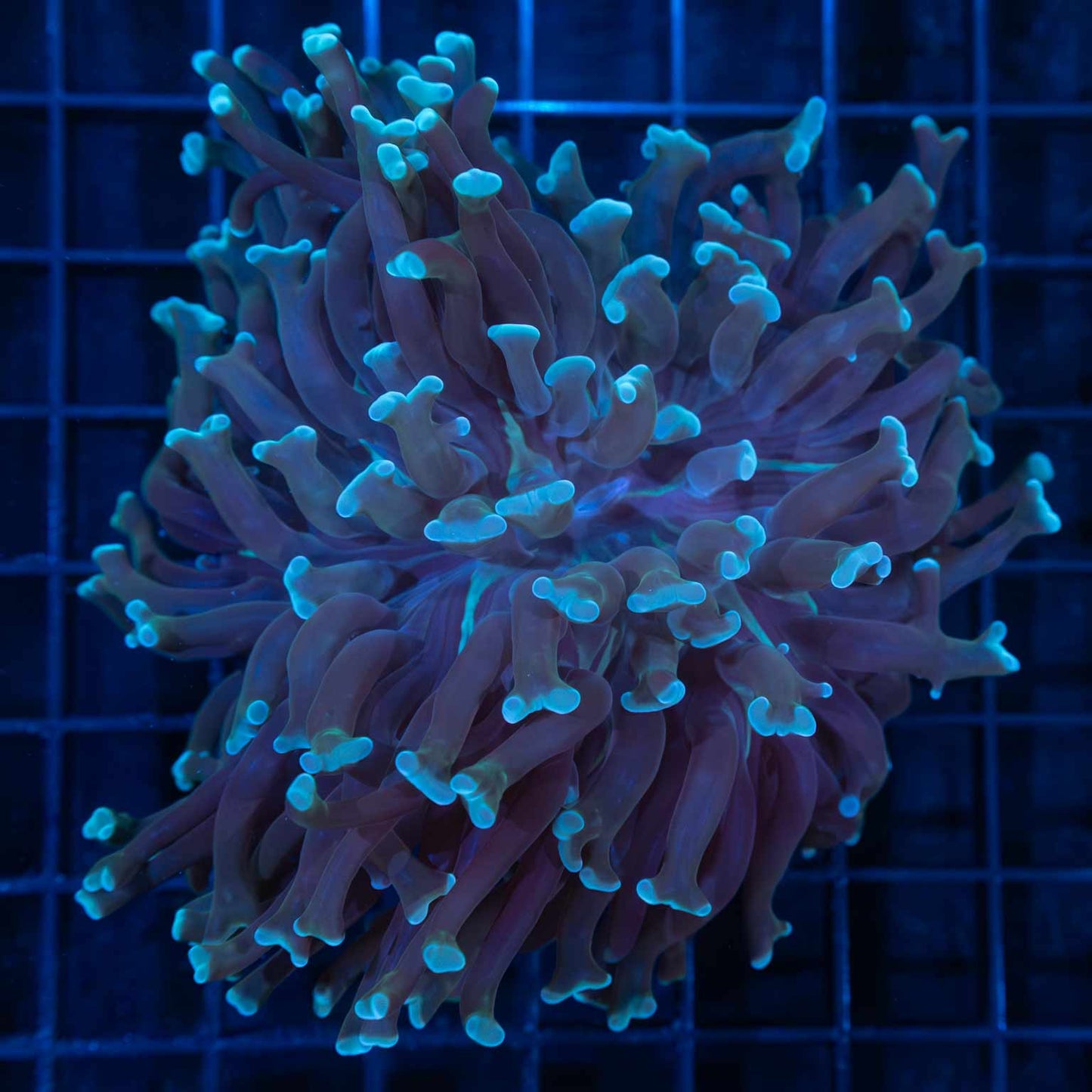Blue Long Tentacle Hammer 4"
