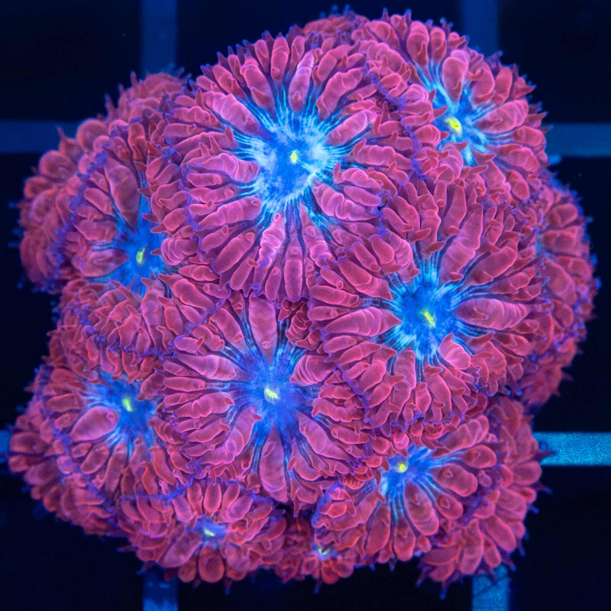 Blue Raven Blasto Colony