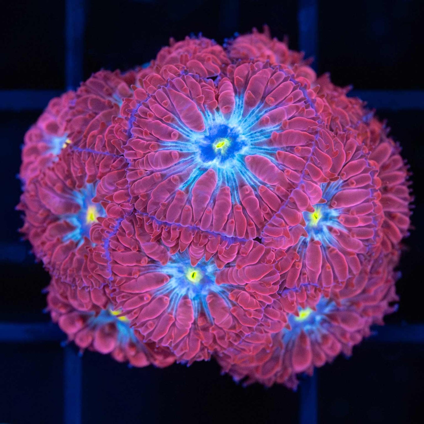 Blue Raven Blasto Colony