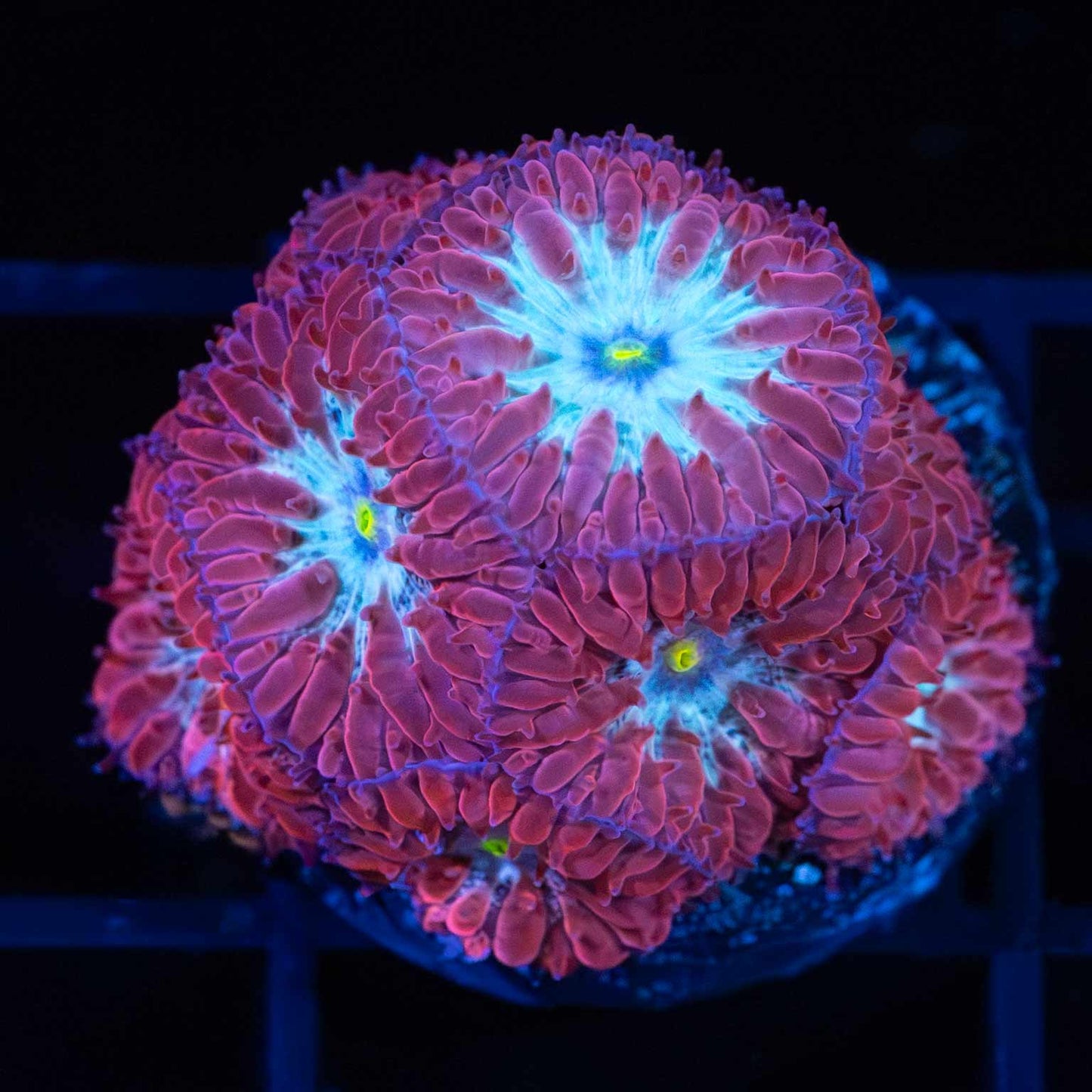 Blue Raven Blastos (8+ polyps)