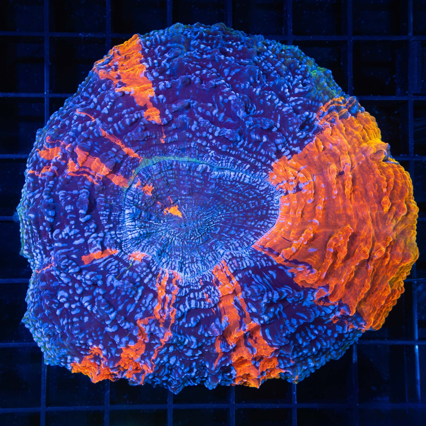 Blue Spot Acanthophyllia 4.25"