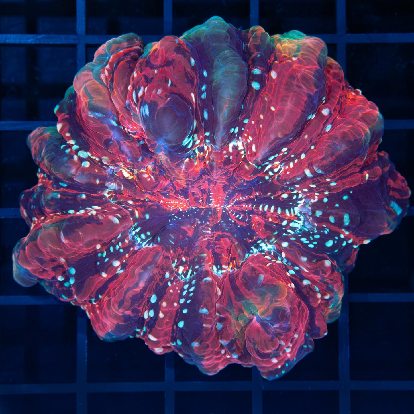 Blue Spot Rainbow Acanthophyllia 3.25”