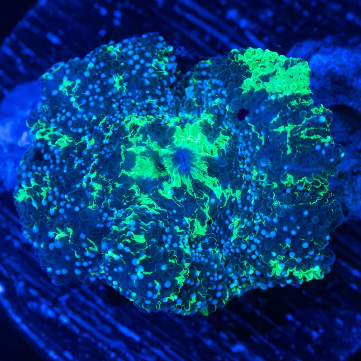 blue spot kryptonite