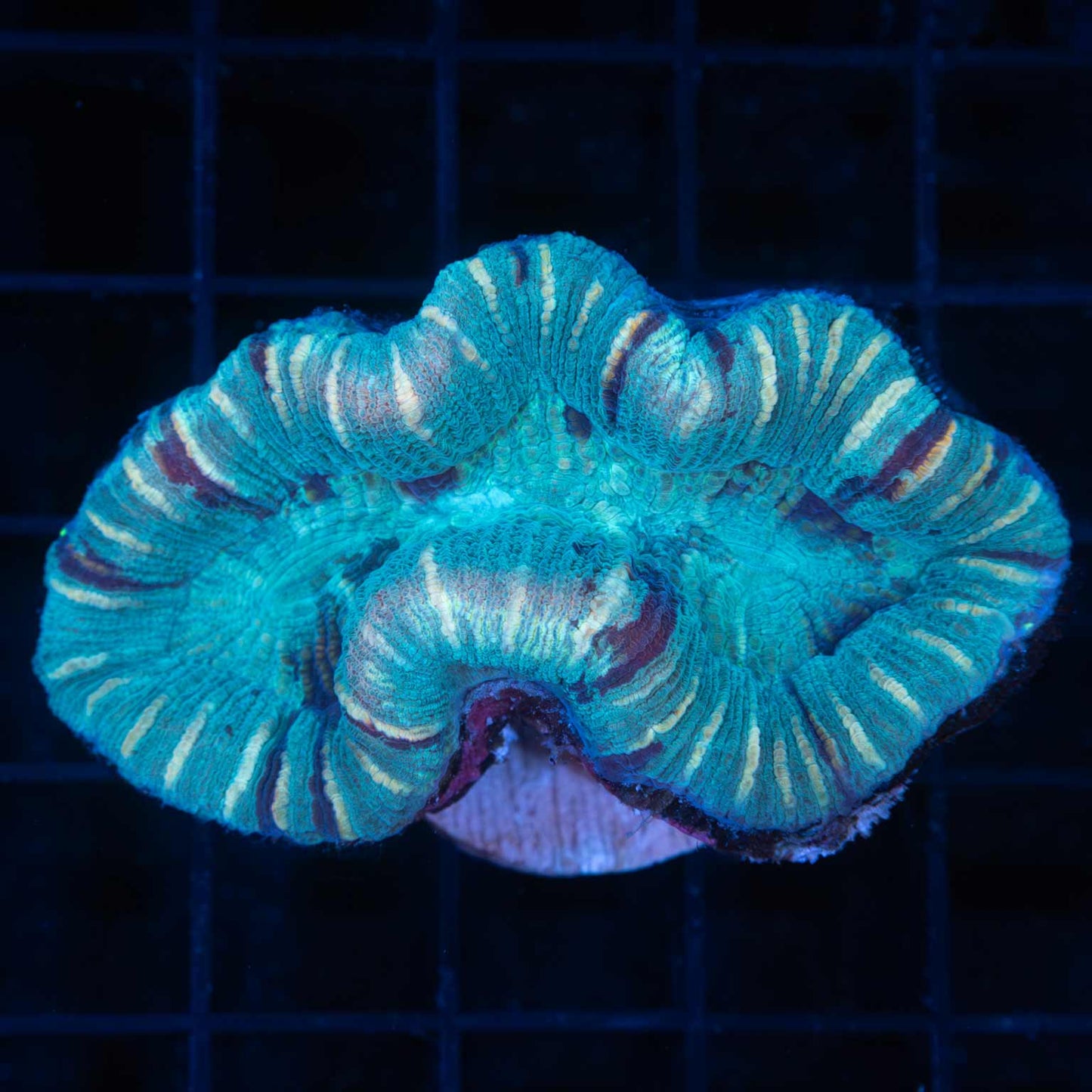 Blue Trachyphyllia
