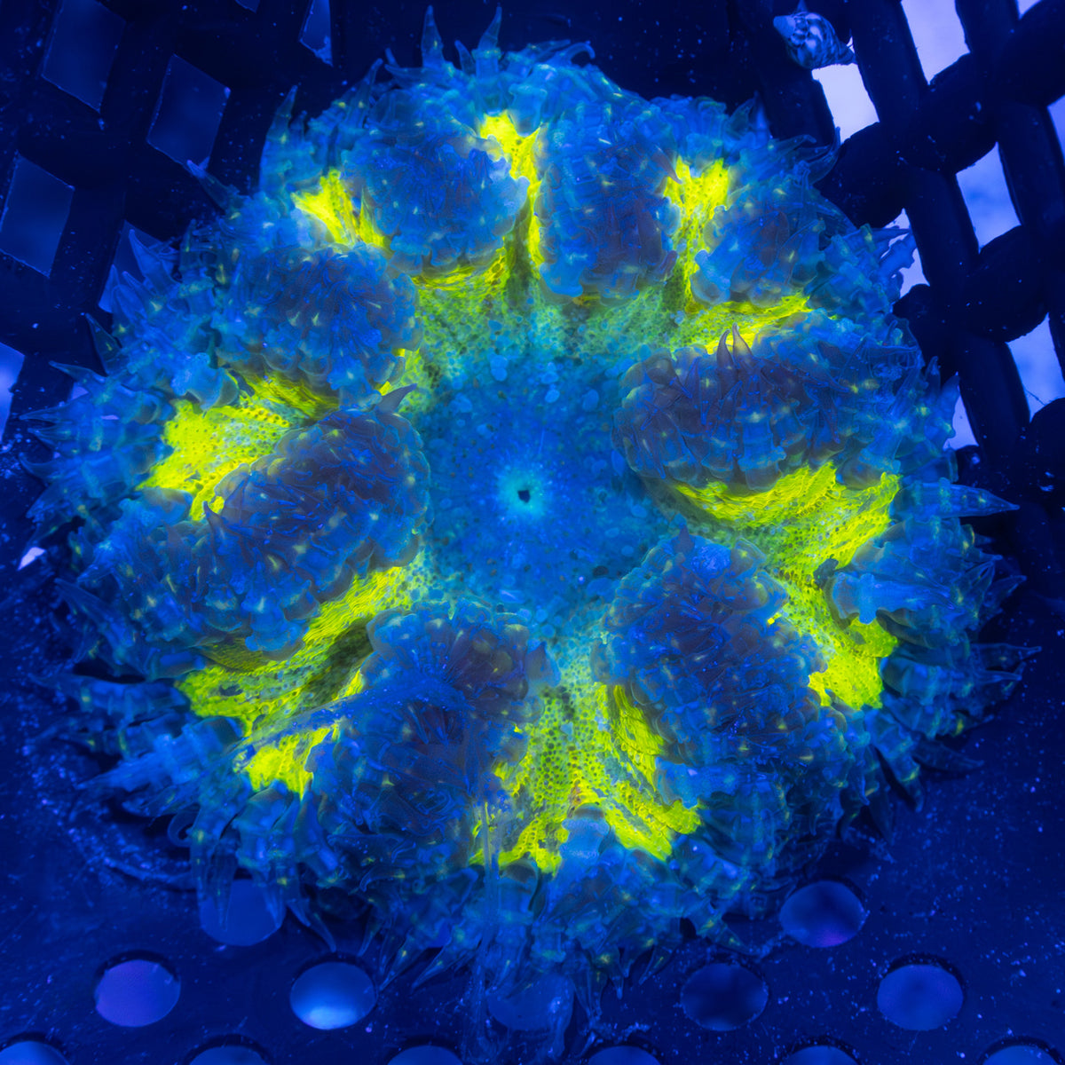 Blue Yellow Green Rock Flower Anemone