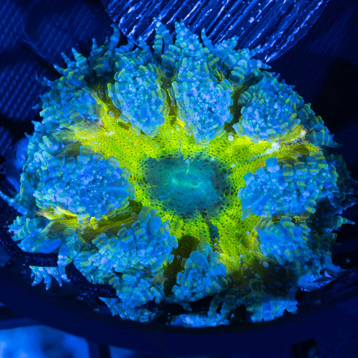 Rock Flower Anemone