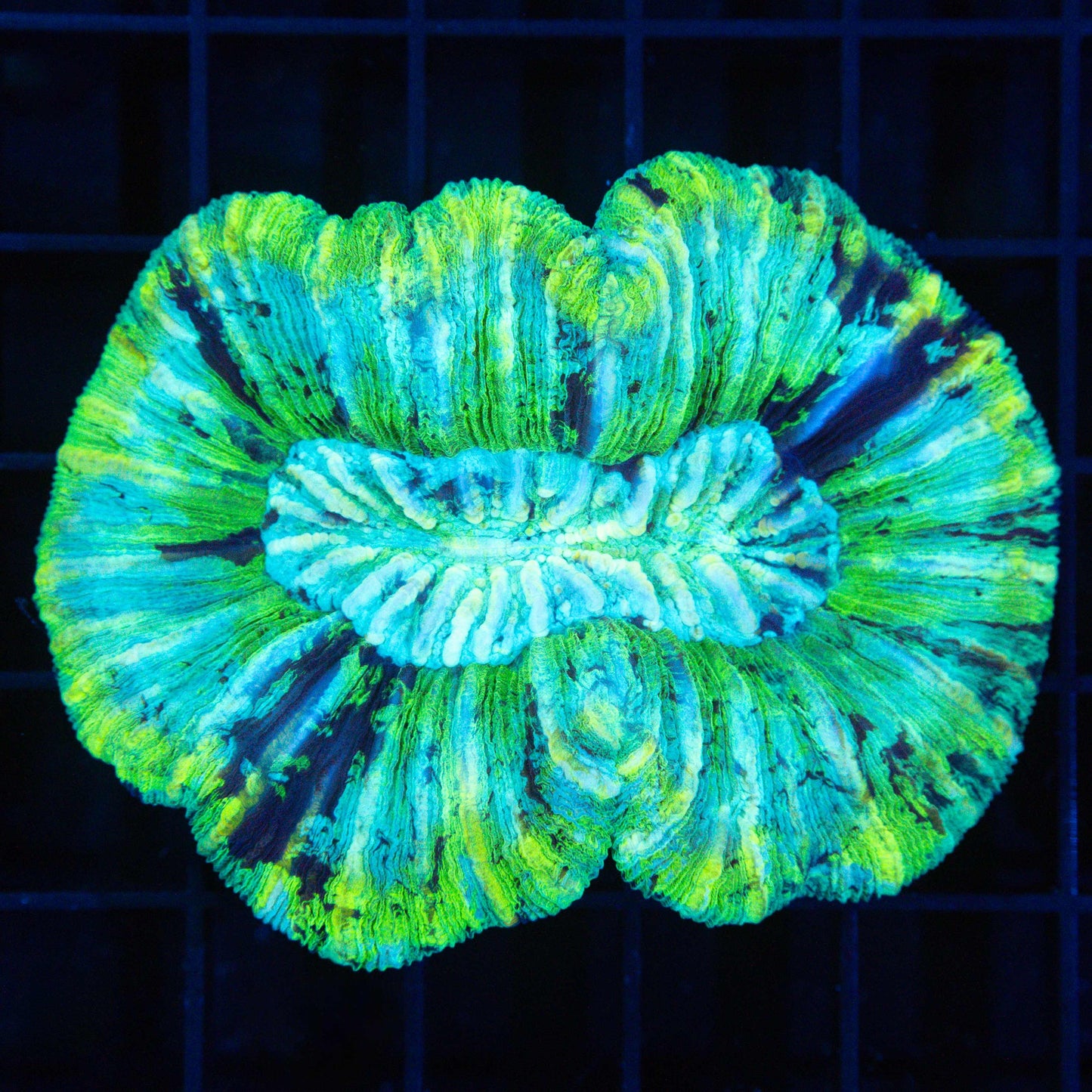 Highlighter Trachyphyllia 3" (Bright!)