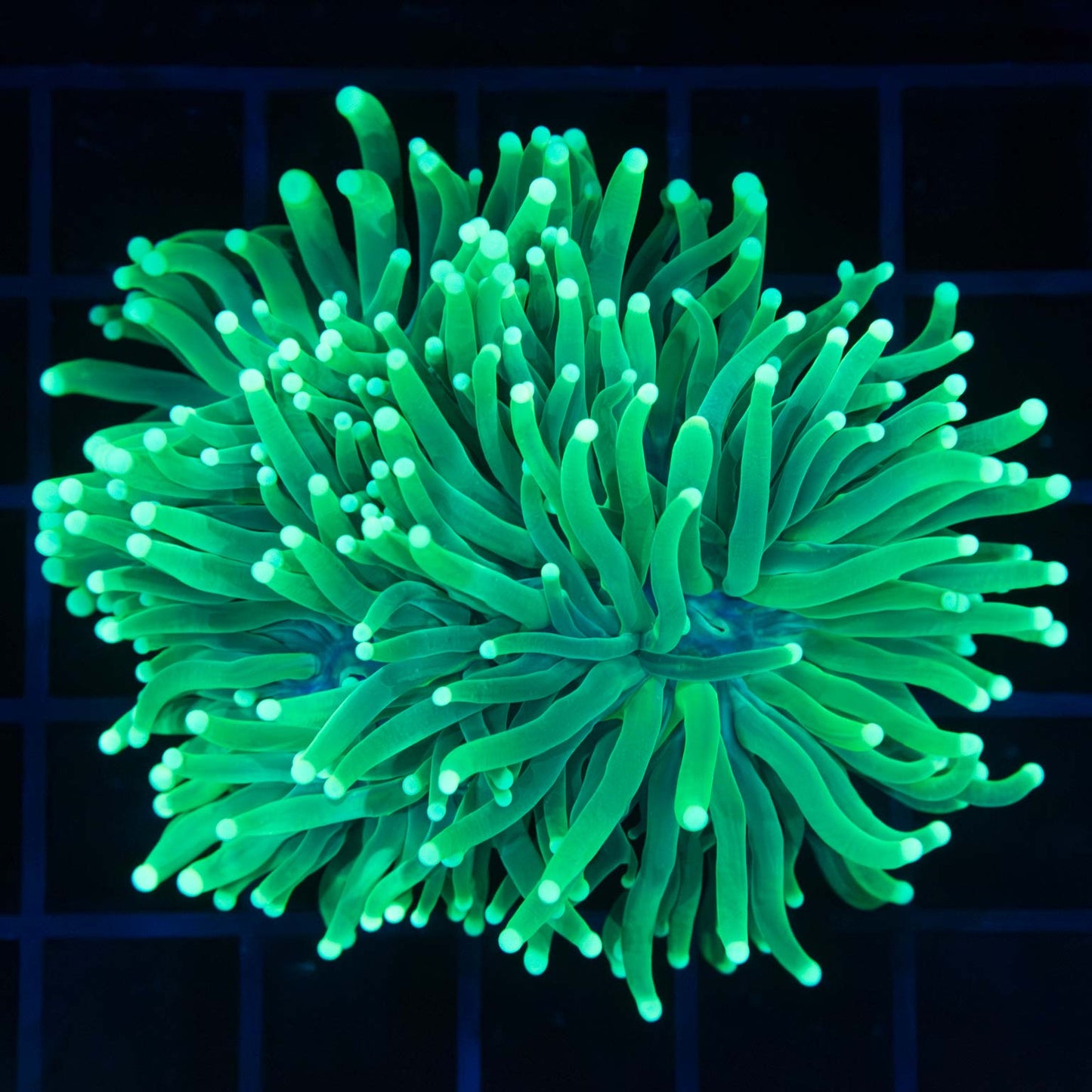 Bright Green Indo Torch Coral Colony (2.5 heads)