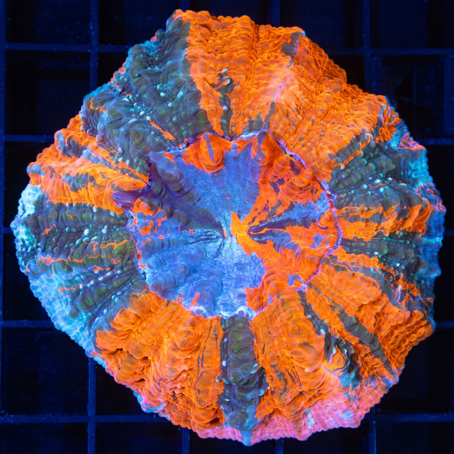 Bright Rainbow Acanthophyllia 3" (Bright!)