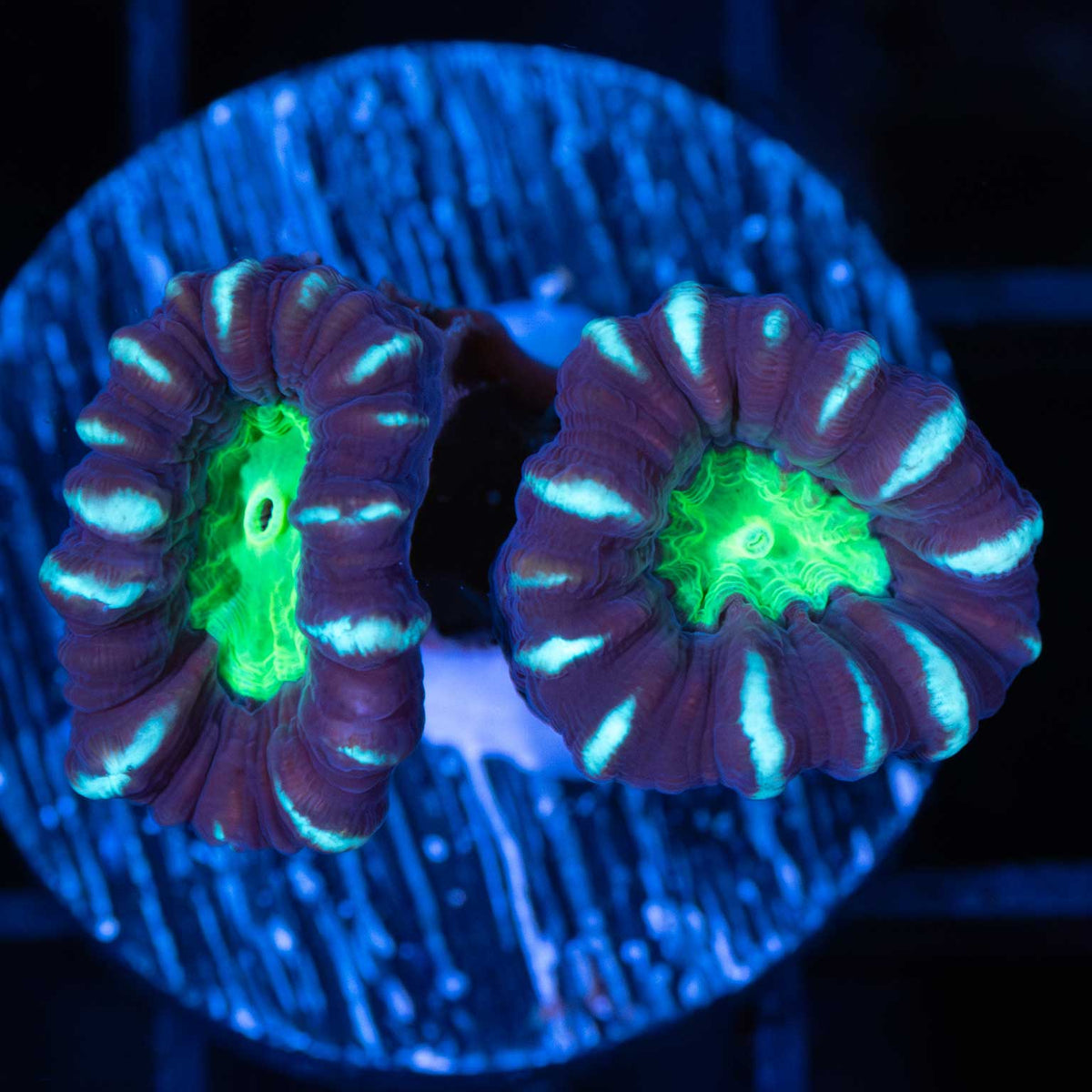 Candy Cane Coral