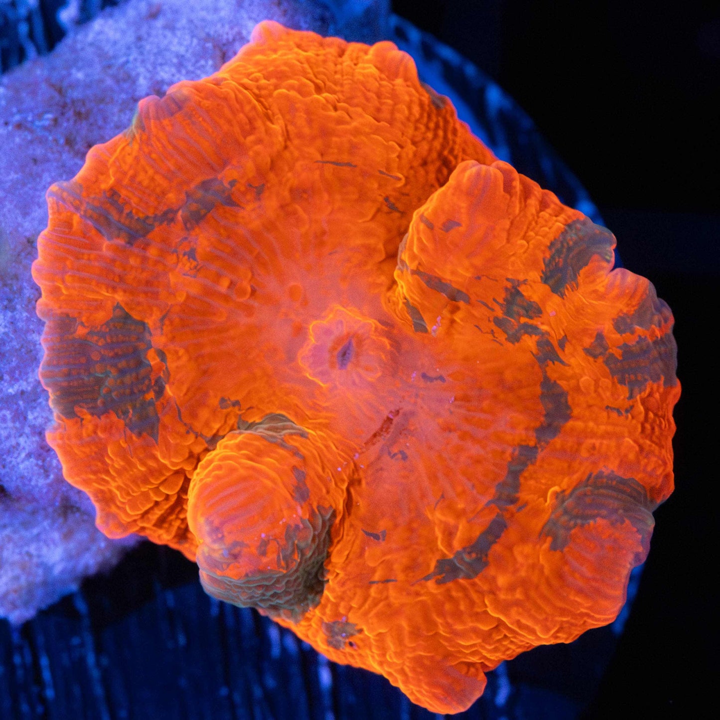 Candy Crush Mushroom Coral