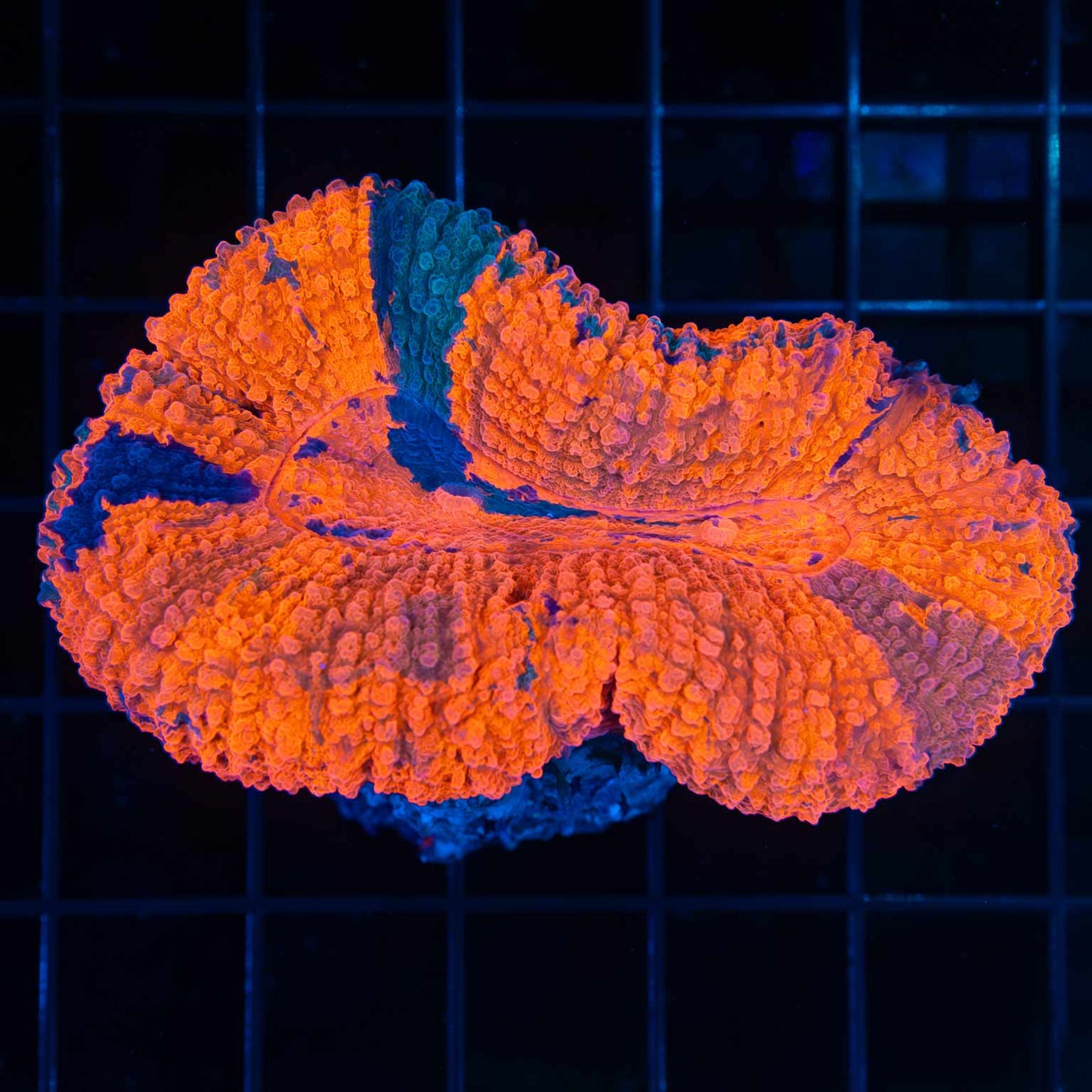 Candy Crush Lobo (One of a Kind!)