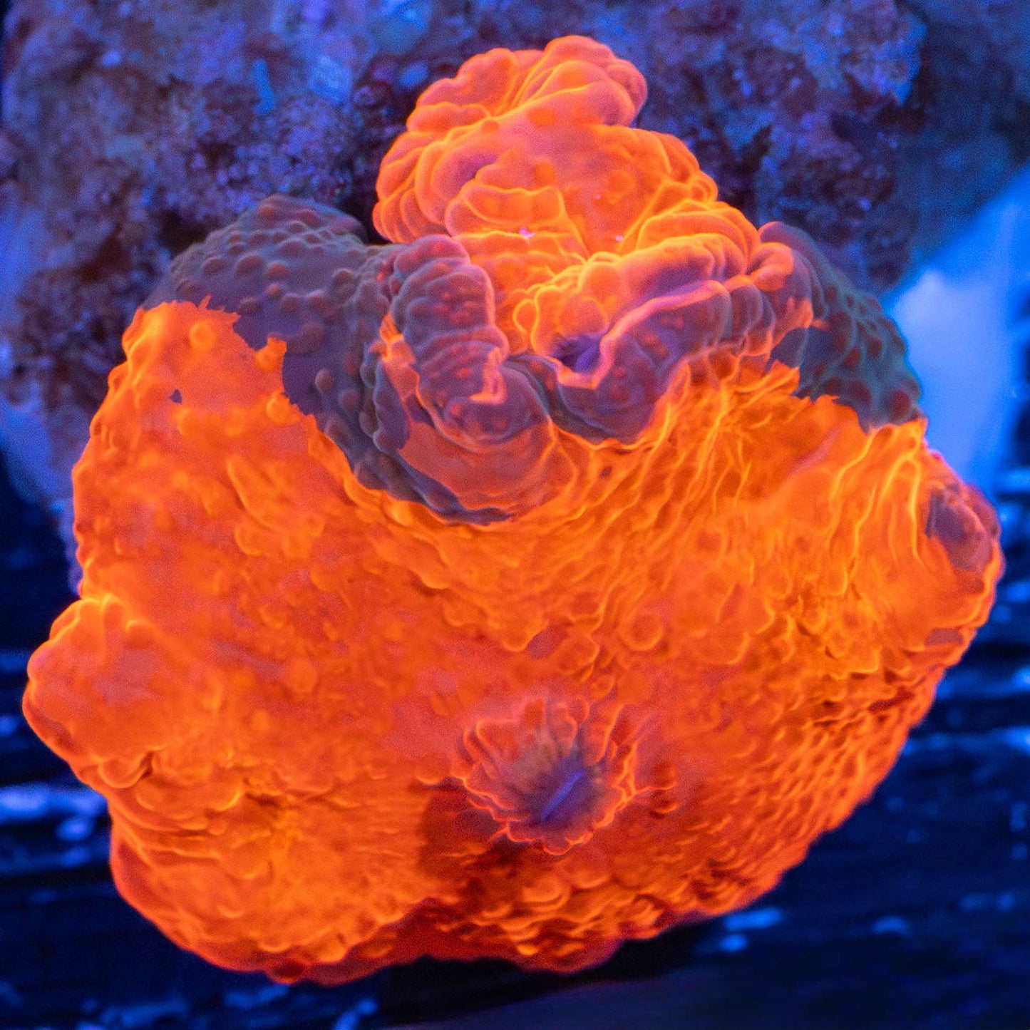 Candy Crush Mushroom (with baby)