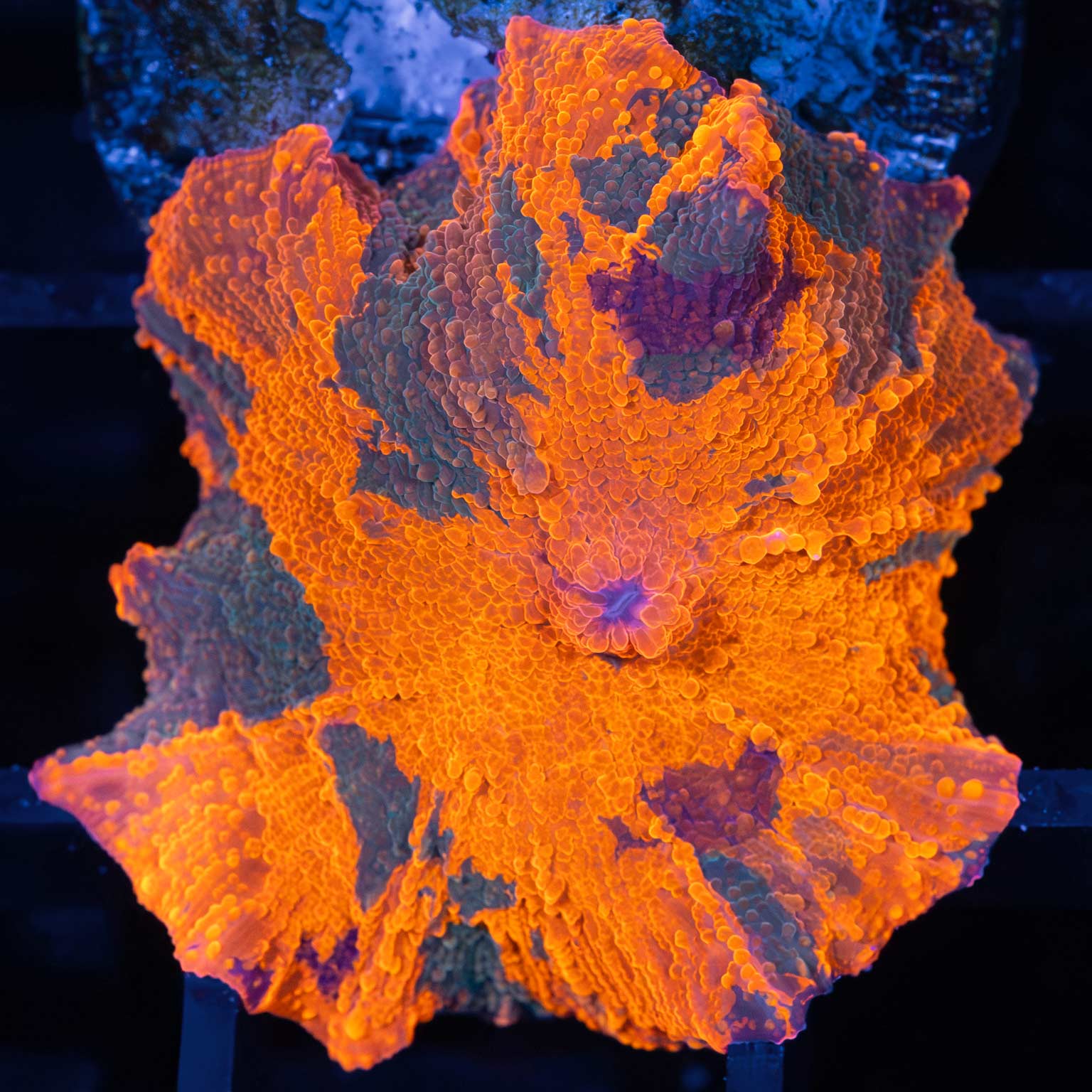 Rainbow Candy Crush Mushroom Lucky Corals