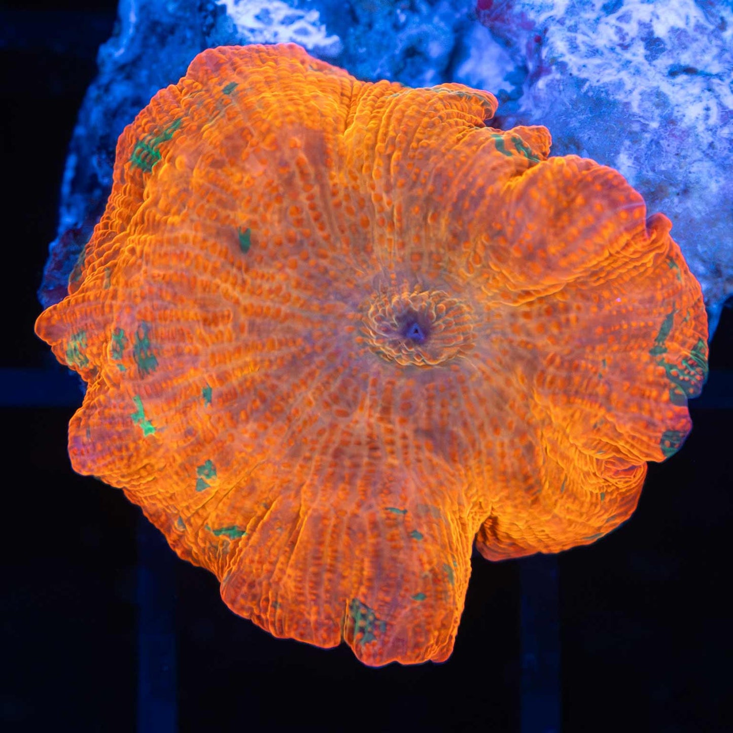 Candy Crush Mushroom