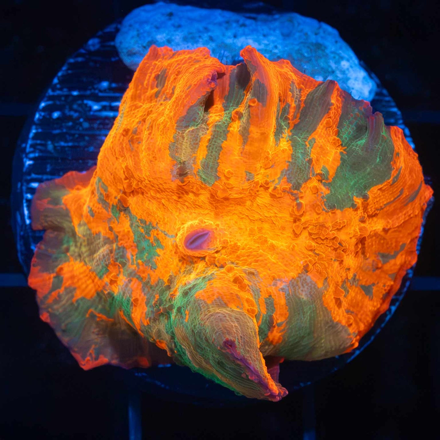 XL 4 color candy crush mushroom