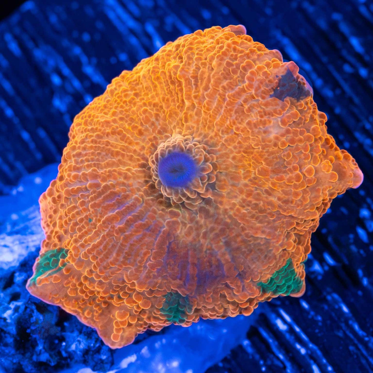 Candy Crush Mushroom With Blue