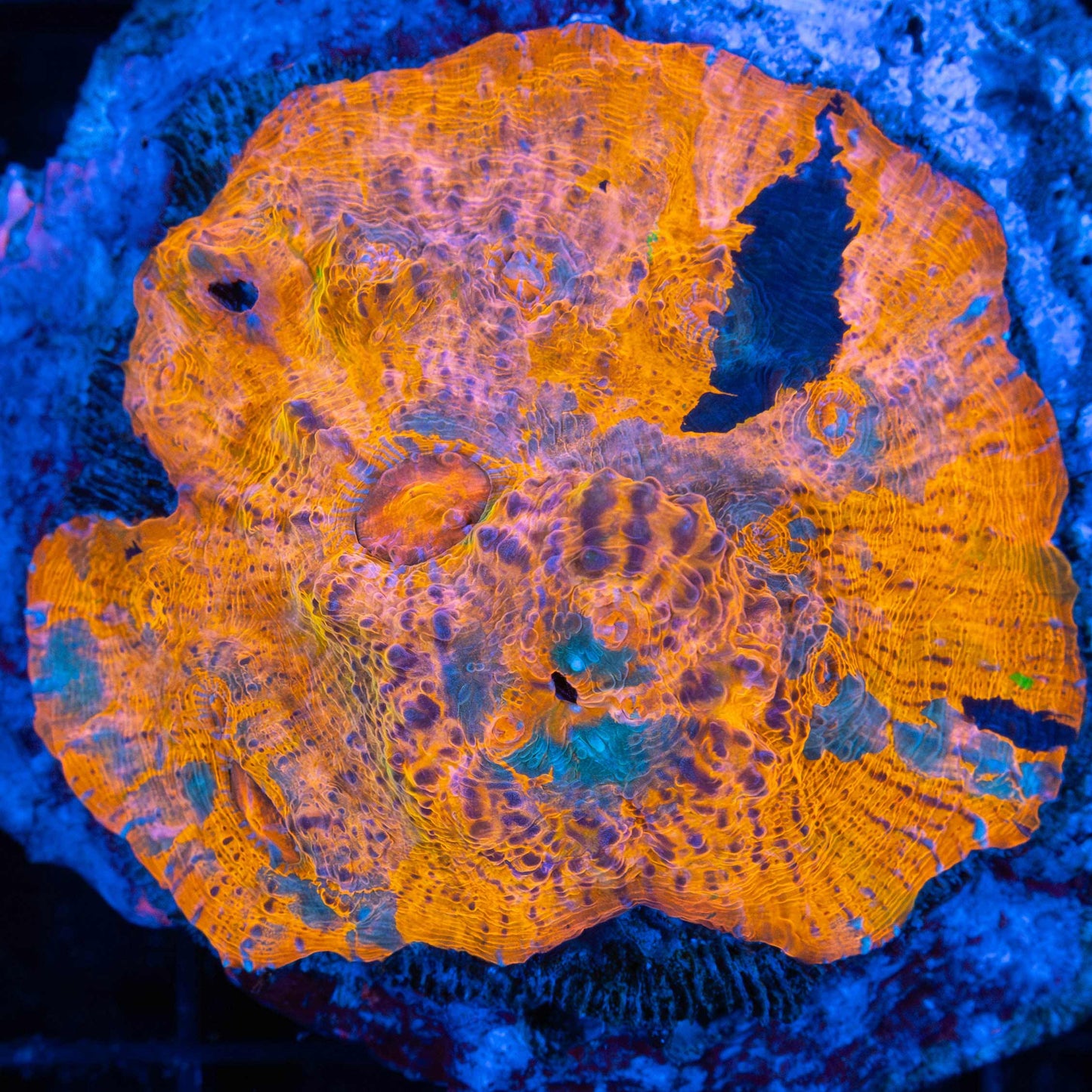 5 Color Goku Chalice Colony (Bright!)