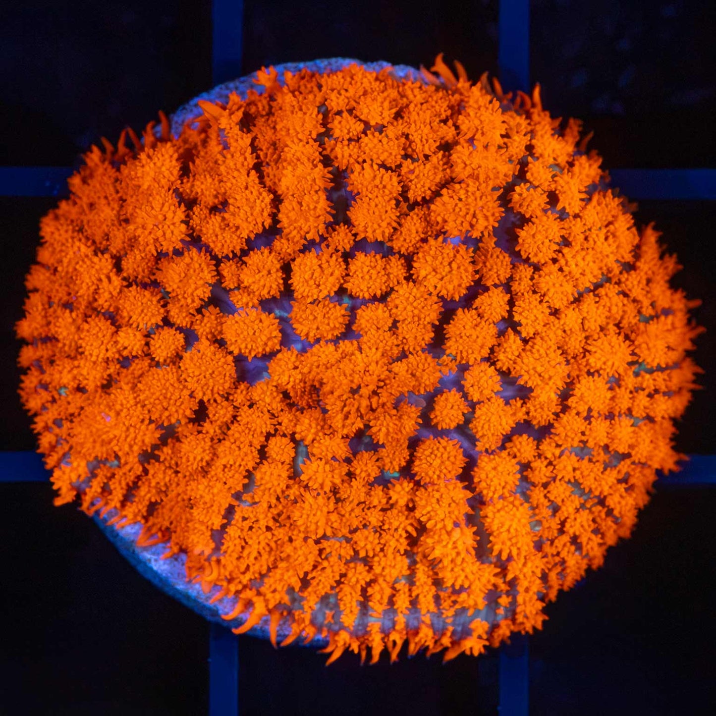 Cheeto Dust Bounce
