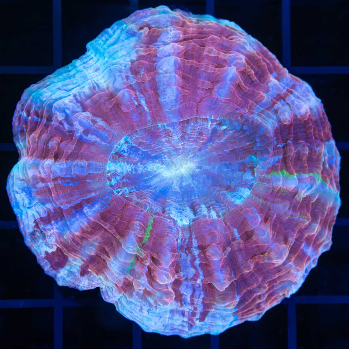Small Cotton Candy Acantho