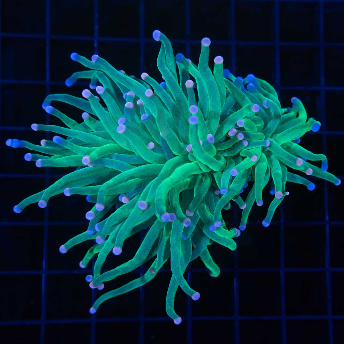 Cotton Candy Torch Coral