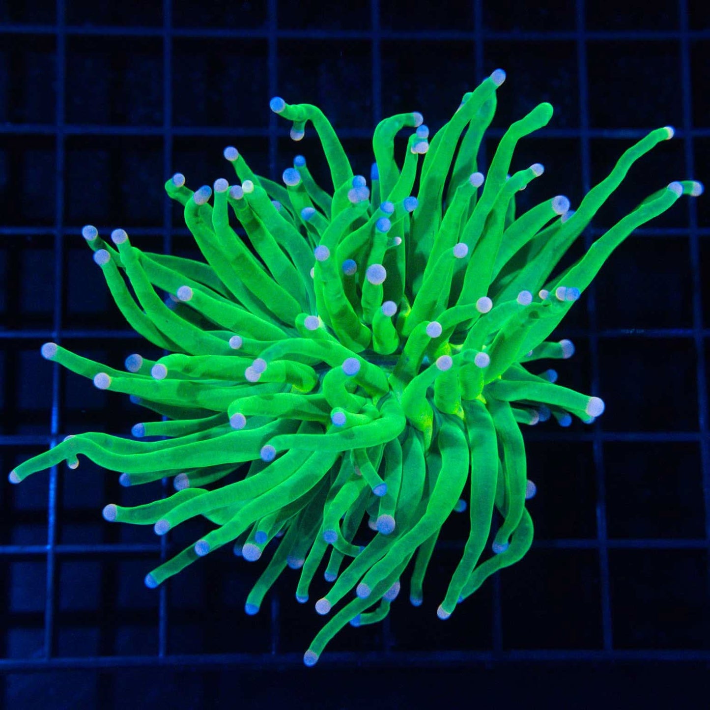 XL Cotton Candy Torch Coral 4.5"