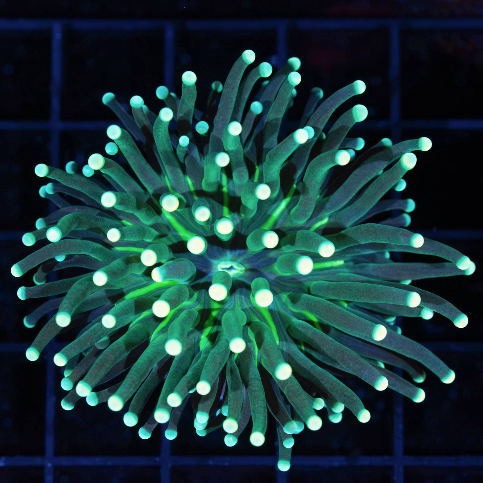 Cream Tip Green Stripe Indo Torch Coral Lucky Corals