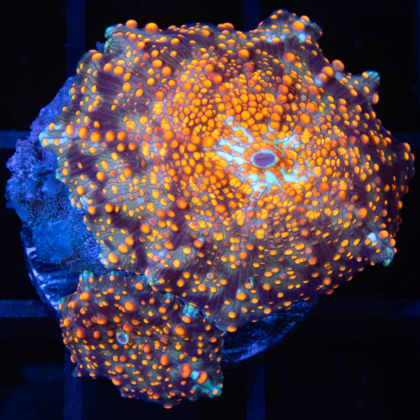 Large Critical Mass Mushroom (With Baby)