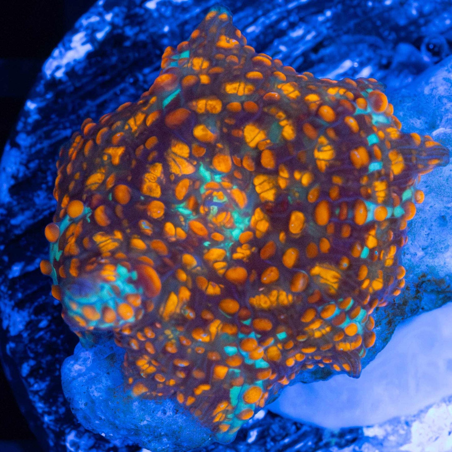 Small Critical Mass Mushroom (Captive Born)