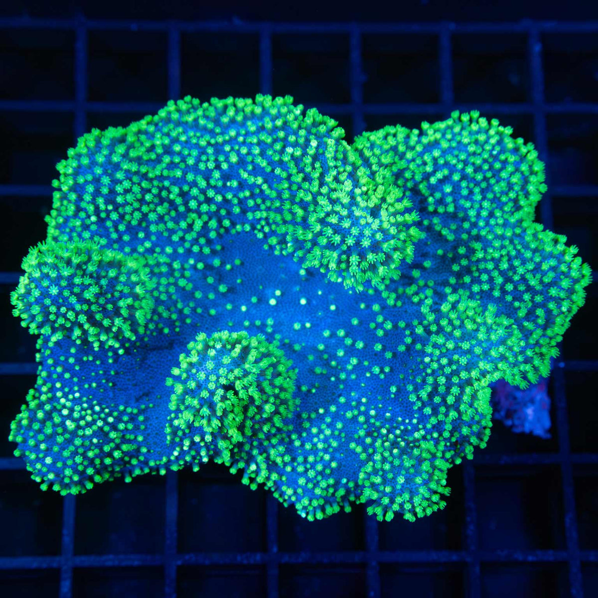 Crown Leather Coral Colony 4"