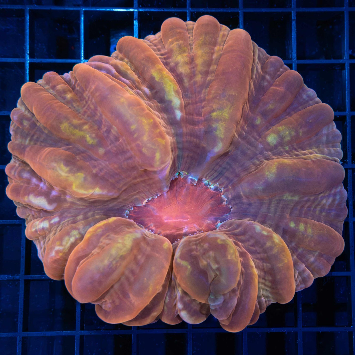 Sunset Cynarina 4.25"