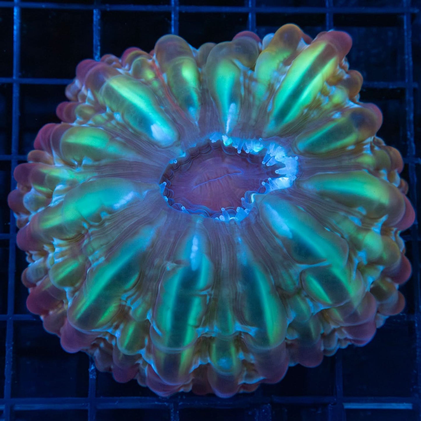 Purple and Green Cynarina Coral 3.25"