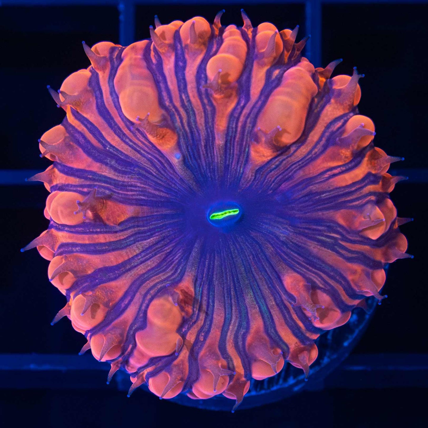 Darth Maul Blasto (Large Polyp)