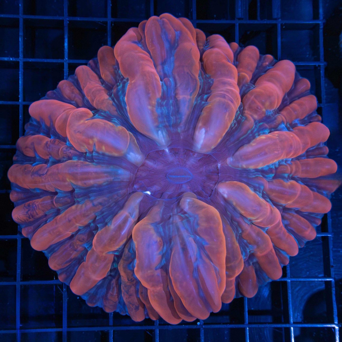 Darth Maul Indophyllia 4.75”