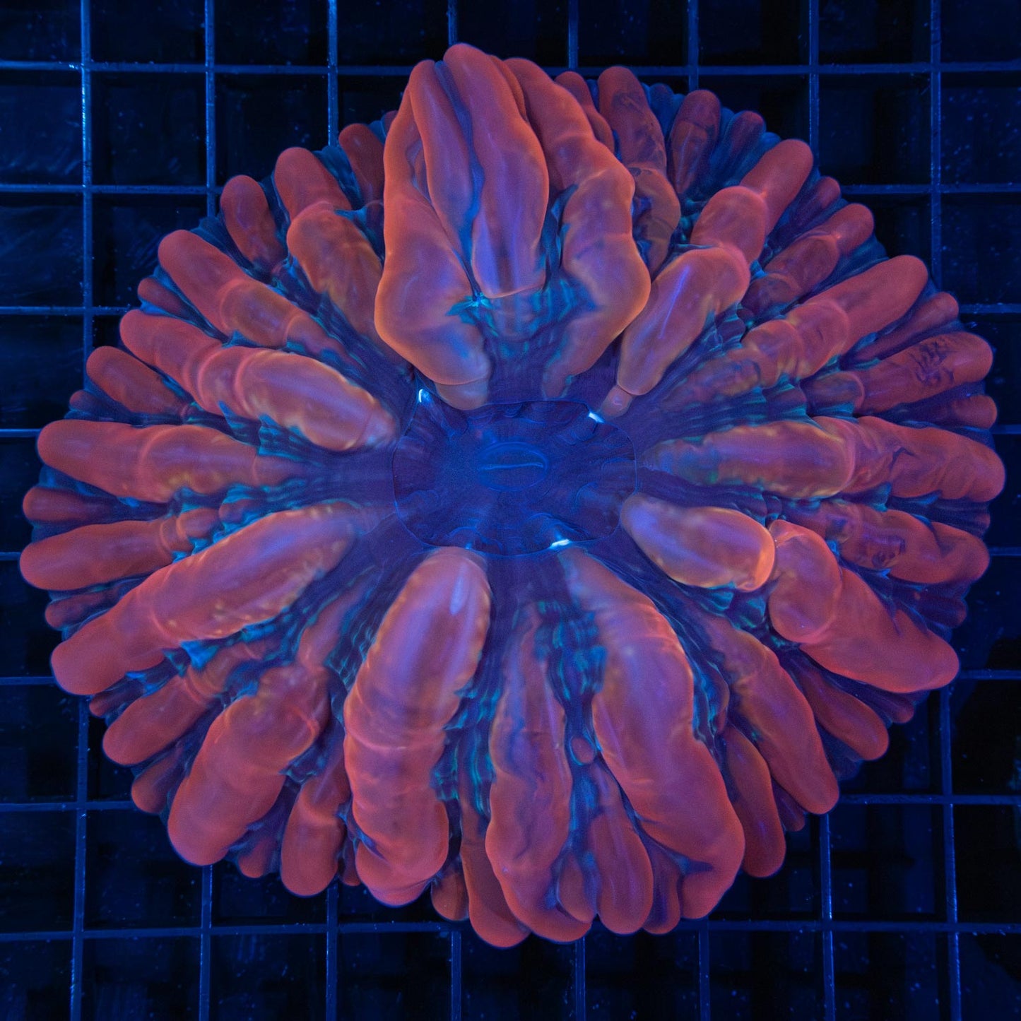 Darth Maul Indophyllia 5”