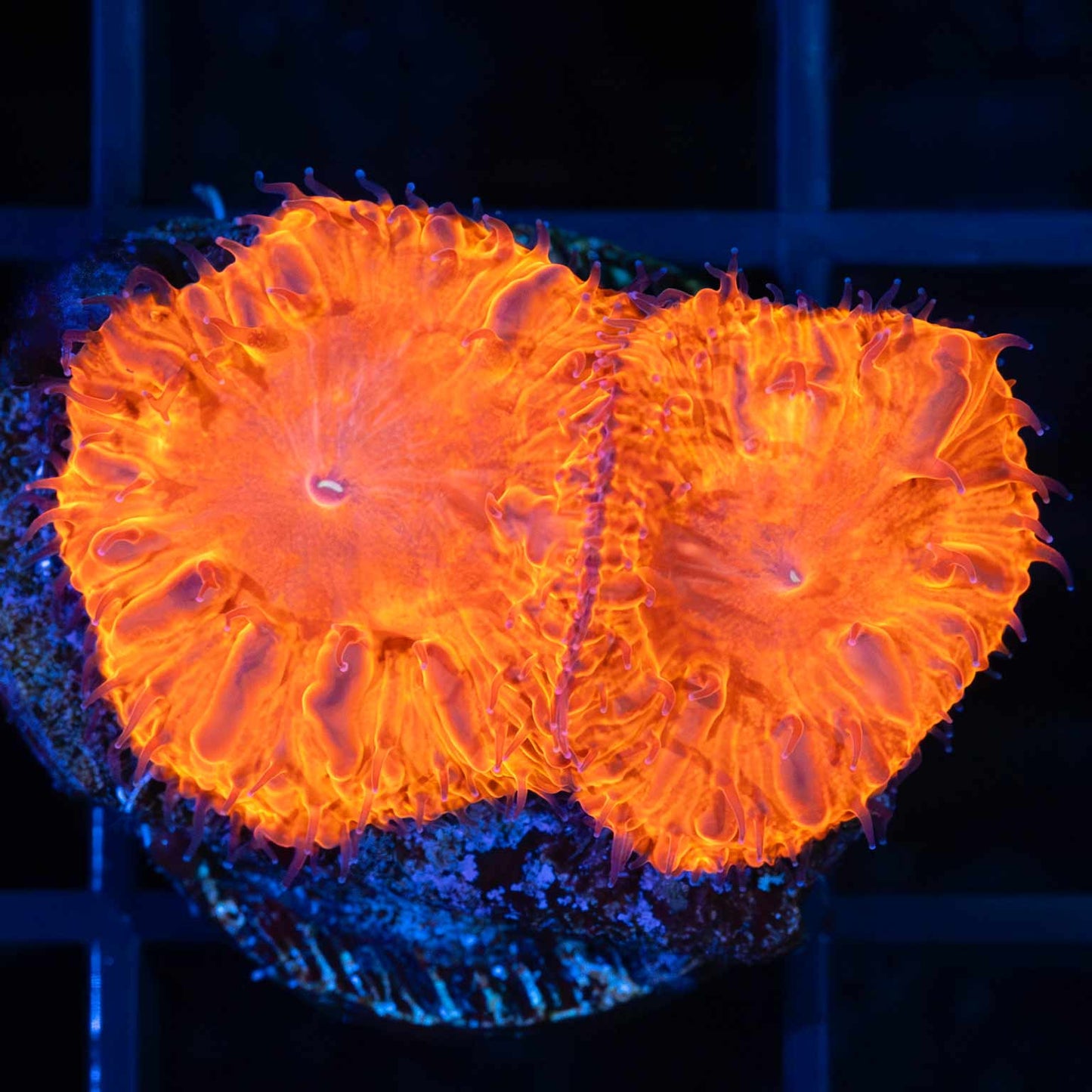 LCK Deadpool Blasto Frag (Tank Grown)