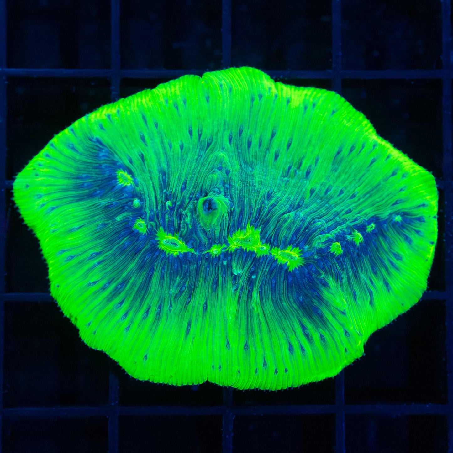 Neon Diaseris Plate Coral 2.25"