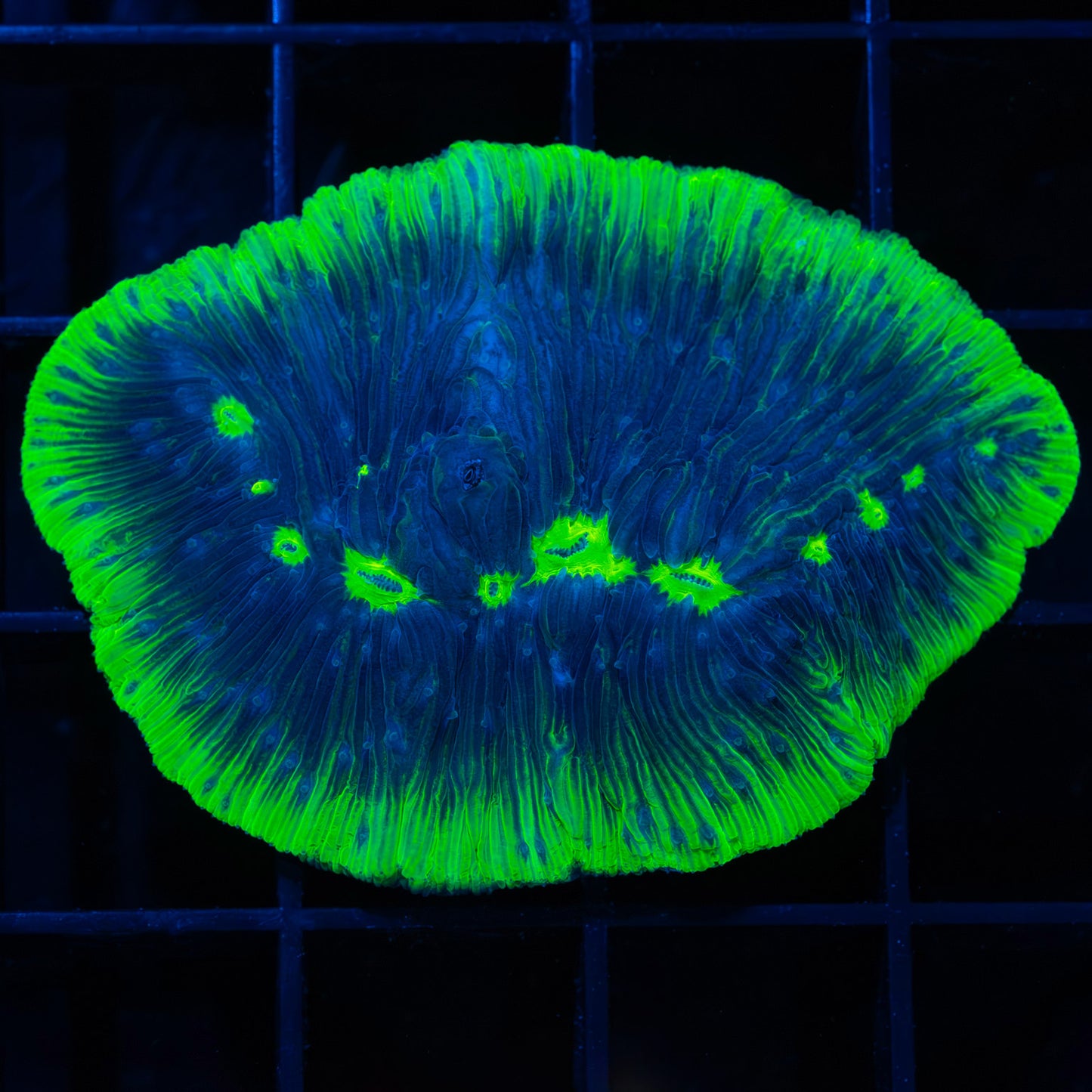 joker Diaseris plate coral