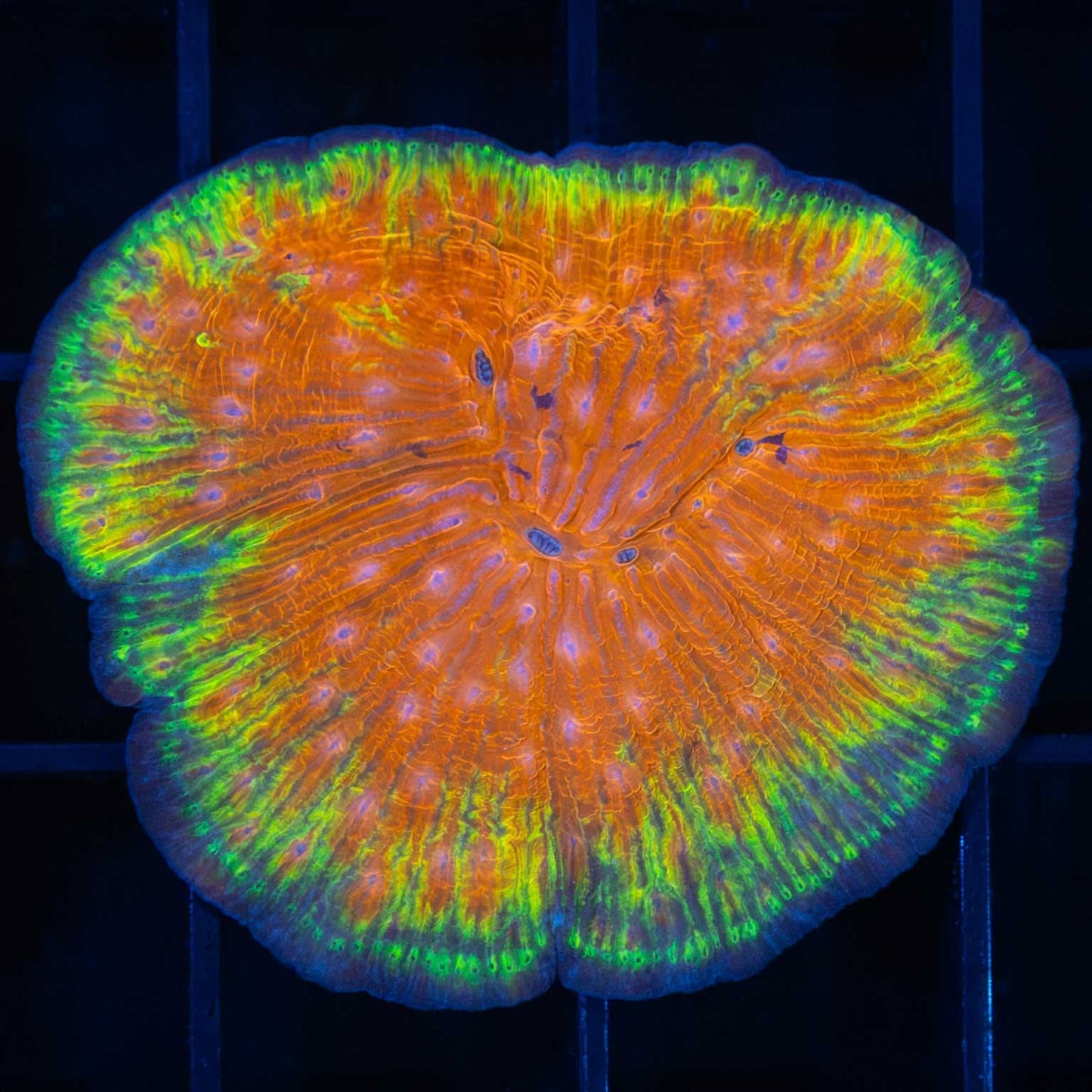 Rainbow Diaseris Plate Coral