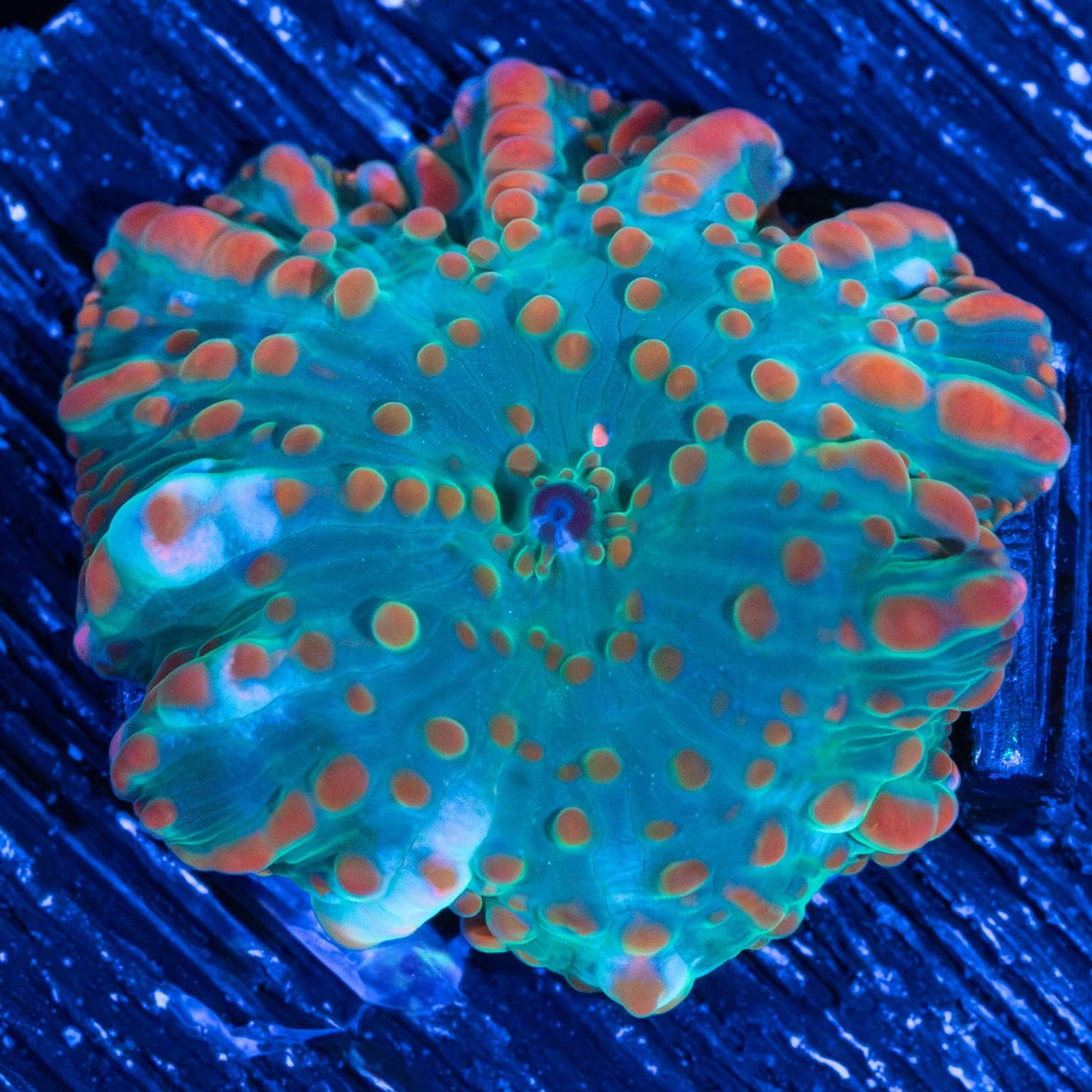 Dragon Lady Bounce Mushroom (Tank Grown)