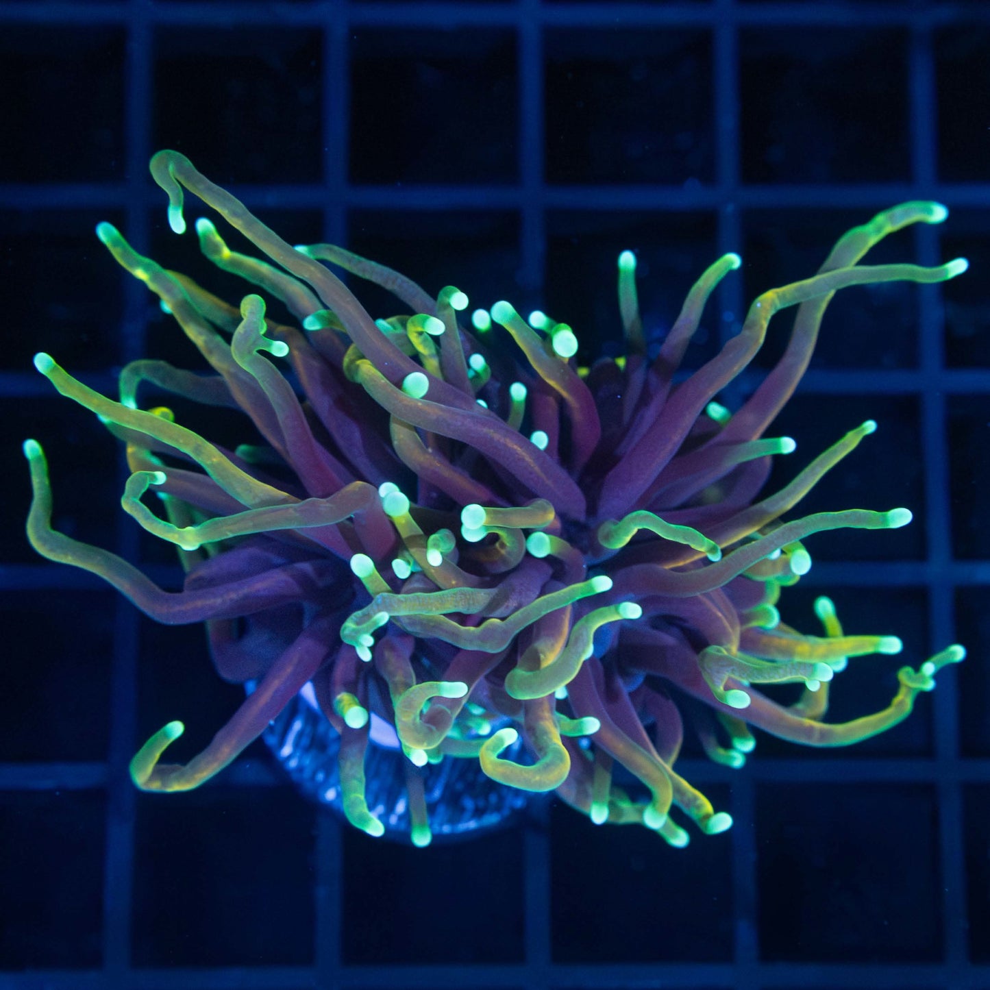 Dragon Soul Torch Coral 2 Polyps