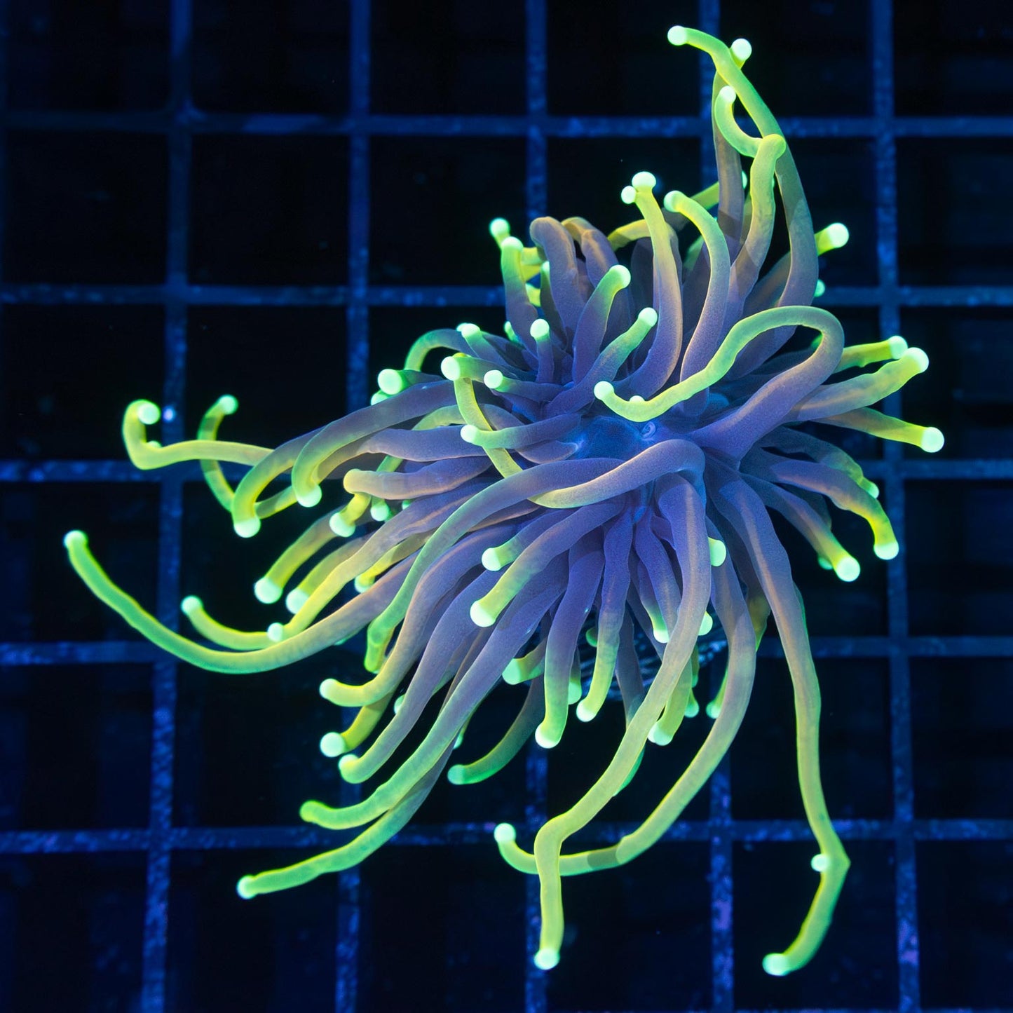 Dragon Soul Torch Coral